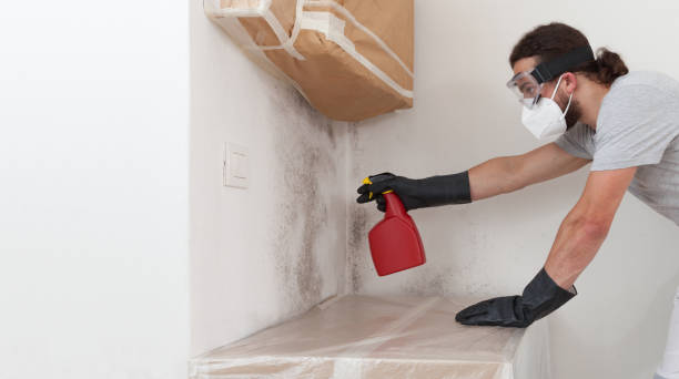 Professional Basement Mold Remediation technician working in Chester, NJ