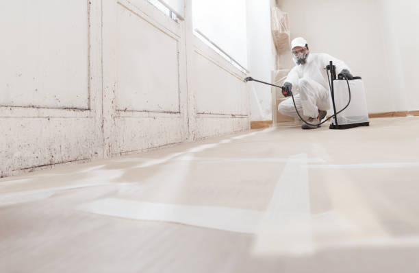 24/7 Emergency Basement Mold Remediation experts in Chester, NJ