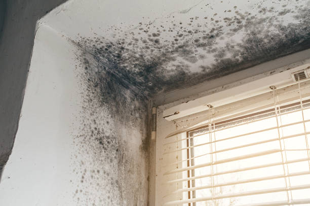 Affordable Basement Mold Remediation solutions in Chester, NJ