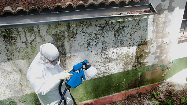Top rated local Basement Mold Remediation specialists in Chester, NJ